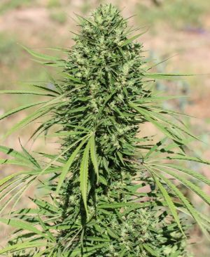 Moroccan Beldia Kif cannabis seeds – 12/12 Photoperiod – Sativa – Feminized – image 1 from Seed City