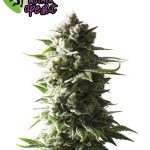 Image 1 of Mother Ape Shit Auto cannabis by Yieldmonger Seeds – Female seeds – Earthy – Auto-Flowering – Seed City