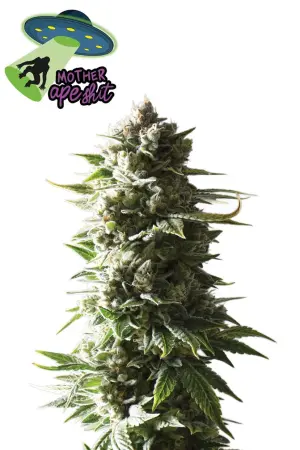 Mother Ape Shit Auto