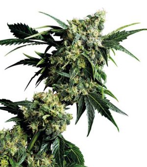 Mr Nice G13 x Hashplant