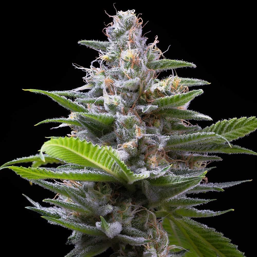 Gassy – Indoor – 50% Indica/50% Sativa – Murder Hornet strain – image 1 – from Cookies Seed Bank via Seed City