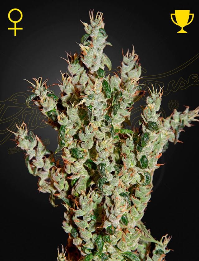 Image 1 of NL5 Haze Mist cannabis by Green House Seeds – Tall (140cm plus) – Nerve Pain – Mostly Sativa – Seed City