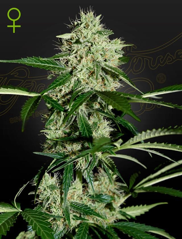 Image 1 of NL Autoflowering cannabis by Green House Seeds – Incense – Outdoor – Female seeds – Seed City