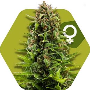 Outdoor – Sativa Dominant – 12/12 Photoperiod – NYC Diesel strain – image 1 – from Zambeza Seeds via Seed City