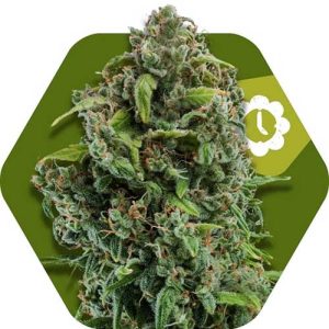 NYC Diesel Auto from Zambeza Seeds