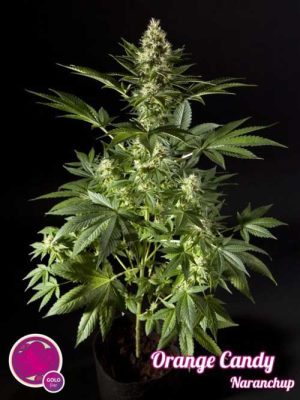 12/12 Photoperiod – Indoor – Beginning of October – Orange Candy strain – image 1 – from Philosopher Seeds via Seed City