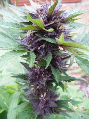 Indoor-friendly – Fruity – Large yield – Narco Purps Auto strain – image 1 – from Cream of the Crop via Seed City