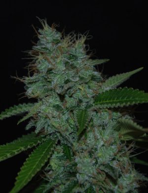 General Pain – Large yield – Super Strength – Narcotherapy Auto strain – image 1 – from Cream of the Crop via Seed City