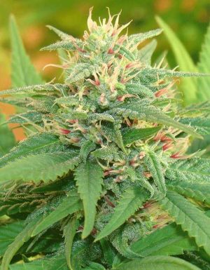 Hashy – Auto-Flowering – Indoor-friendly – Narcotic Kush Auto strain – image 1 – from Cream of the Crop via Seed City