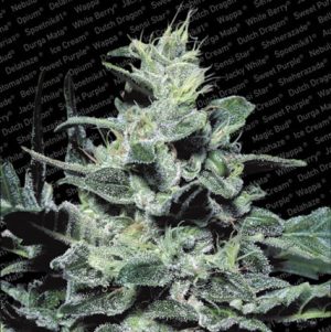 Super Strength – Middle of October – Female seeds – Nebula strain – image 1 – from Paradise Seeds via Seed City