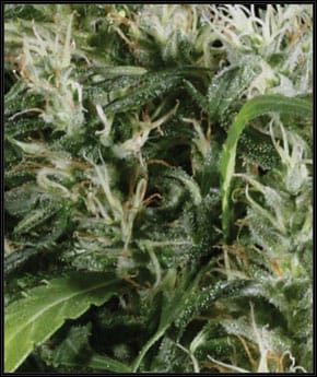 Neville's Haze cannabis seeds – 12/12 Photoperiod – Super Strength – Middle of November – image 2 from Seed City