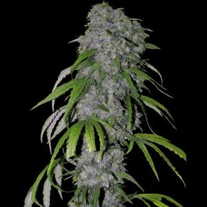 Image 1 of Nevilles Haze cannabis by Spliff Seeds – 12/12 Photoperiod – Tall (140cm plus) – Earthy – Seed City