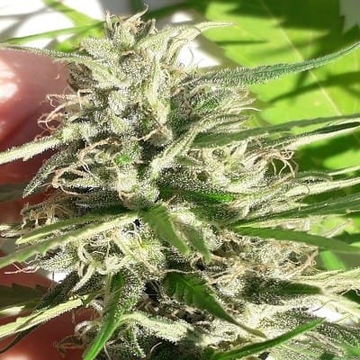 Spicy – Middle of November – 12/12 Photoperiod – New Caledonia strain – image 2 – from Ace Seed bank via Seed City