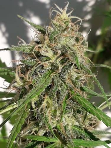 New Caledonia from Ace Seed bank