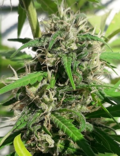 New Caledonia cannabis seeds – Middle of November – Spicy – Cerebral – image 5 from Seed City