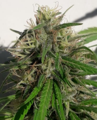 Image 6 of New Caledonia cannabis by Ace Seed bank – Spicy – Regular – Indoor-friendly – Seed City