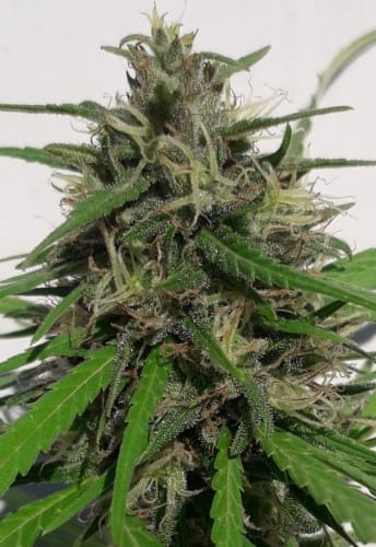 New Caledonia from Ace Seed bank