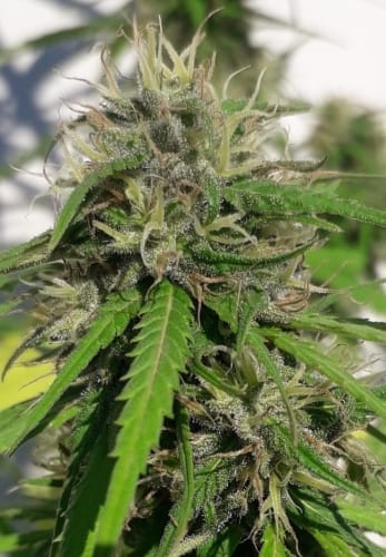 showing Regular – Middle of November – Spicy – image 7 – Seed City