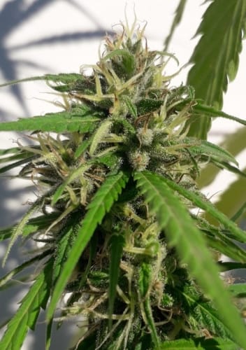 12/12 Photoperiod – Middle of November – Spicy – New Caledonia strain – image 8 – from Ace Seed bank via Seed City