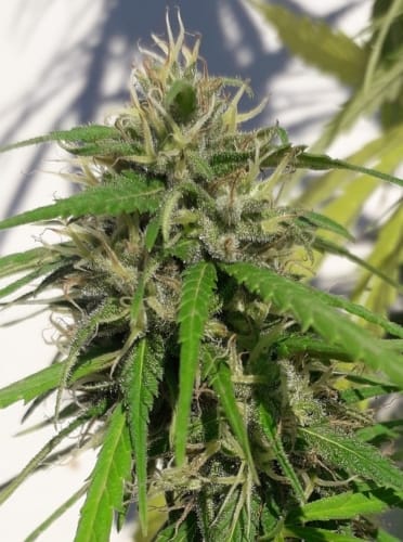 New Caledonia by Ace Seed bank – Resistant to Mould – Super Strength – Indoor-friendly – image 9 – Seed City