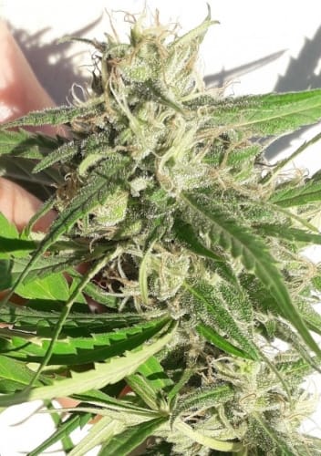 New Caledonia from Ace Seed bank