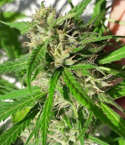 showing Super Strength – Cerebral – Spicy – image 10 – Seed City