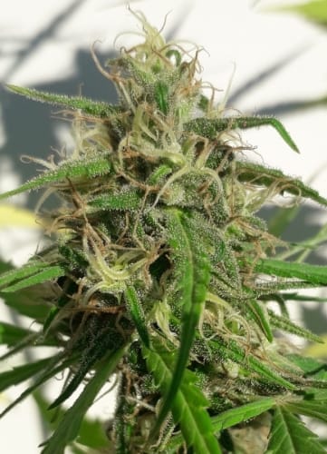 New Caledonia by Ace Seed bank – Spicy – 12/12 Photoperiod – Super Strength – image 11 – Seed City