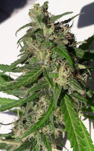 Image 12 of New Caledonia cannabis by Ace Seed bank – Super Strength – Sativa – Tall (140cm plus) – Seed City