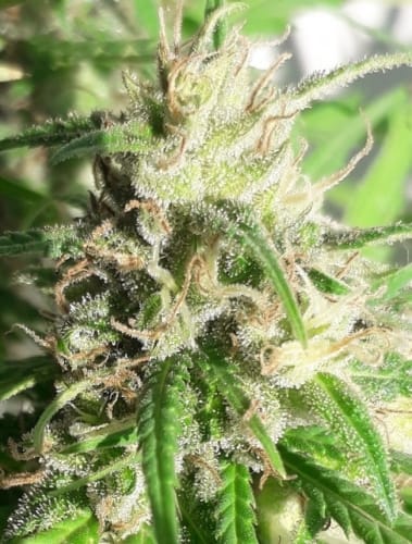 New Caledonia cannabis seeds – Middle of November – 12/12 Photoperiod – Regular – image 13 from Seed City
