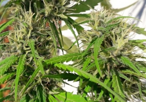 Regular – Super Strength – Tall (140cm plus) – New Caledonia strain – image 15 – from Ace Seed bank via Seed City