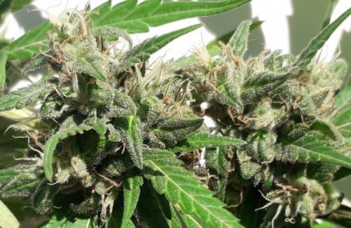 New Caledonia from Ace Seed bank