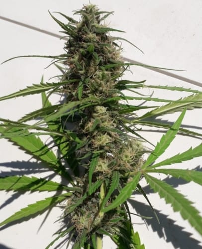 showing Middle of November – Super Strength – Sativa – image 16 – Seed City