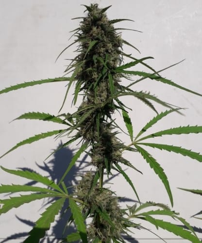 Regular – Middle of November – Spicy – New Caledonia strain – image 17 – from Ace Seed bank via Seed City