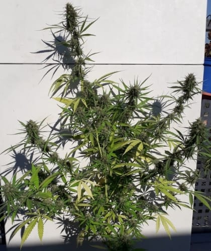 New Caledonia cannabis seeds – Resistant to Mould – Super Strength – Tall (140cm plus) – image 18 from Seed City