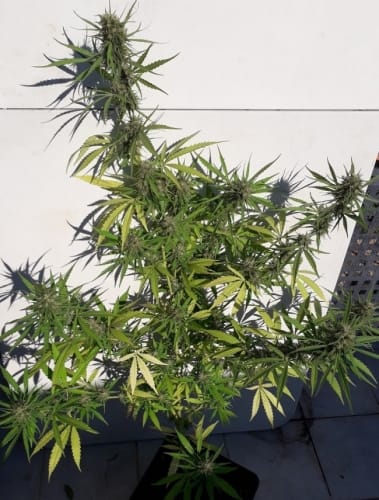 Super Strength – Tall (140cm plus) – Spicy – New Caledonia strain – image 19 – from Ace Seed bank via Seed City