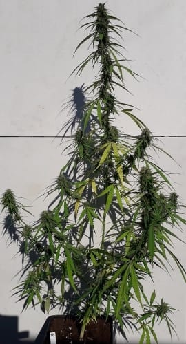 New Caledonia cannabis seeds – Spicy – Super Strength – Middle of November – image 20 from Seed City