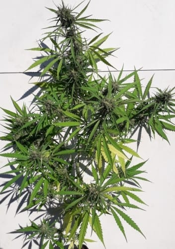 New Caledonia cannabis seeds – Tall (140cm plus) – 12/12 Photoperiod – Cerebral – image 21 from Seed City