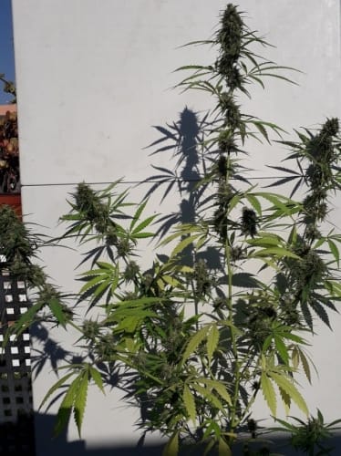 Image 22 of New Caledonia cannabis by Ace Seed bank – Cerebral – Tall (140cm plus) – Middle of November – Seed City