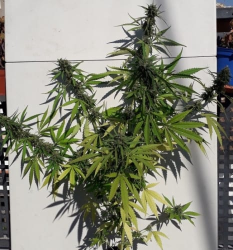 Image 23 of New Caledonia cannabis by Ace Seed bank – Regular – 12/12 Photoperiod – Tall (140cm plus) – Seed City