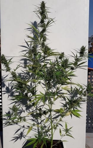 New Caledonia from Ace Seed bank