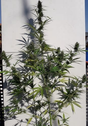 showing Sativa – Indoor-friendly – Cerebral – image 24 – Seed City