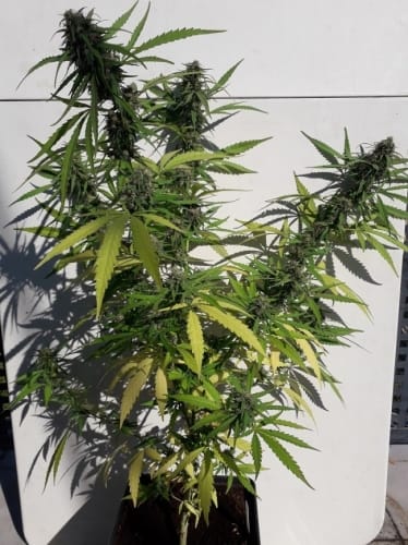 New Caledonia from Ace Seed bank