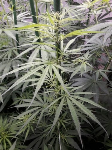 showing Cerebral – Tall (140cm plus) – Middle of November – image 25 – Seed City