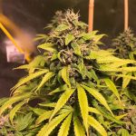 12/12 Photoperiod – Indoor – Feminized – Nightcrawler OG strain – image 1 – from Top Shelf Elite Seeds via Seed City