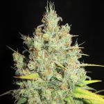 Image 1 of Nord Stream Gas cannabis by Ultra Genetics – Orange – Suited for indoor growing – Indica-heavy – Seed City