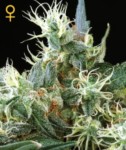 NL Autoflowering cannabis seeds – Outdoor – Female seeds – Indica-heavy – image 2 from Seed City