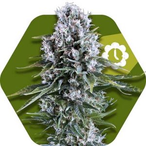 Image 1 of Northern Light XL Auto cannabis by Zambeza Seeds – Relaxing – Auto-Flowering – Female seeds – Seed City