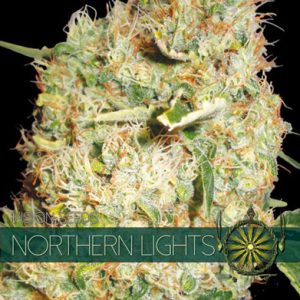 Image 1 of Northern Lights cannabis by Vision Seeds – The End of September – Feminized – 12/12 Photoperiod – Seed City