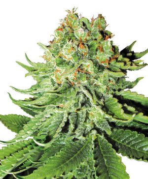 Image 1 of Northern Lights Automatic cannabis by White Label Seeds – Relaxing – Citrus – Mostly Indica – Seed City