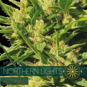 Northern Lights Auto from Vision Seeds